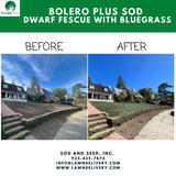 dwarf fescue sod lawn
