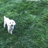 bolero plus sod dog friendly