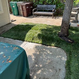best sod for oakland bolero plus sod