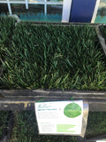 bolero sod delivery