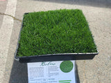 bolero sod dwarf fescue