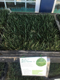 Bolero sod delivery