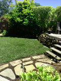 elite plus backyard