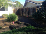 elite plus grass by sod and seed