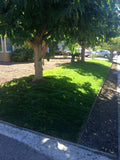elite plus sod install by sod and seed