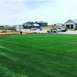 Drought tolerant sod elite plus in public park