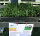 Elite plus turfgrass