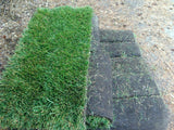 fescue sod elite plus