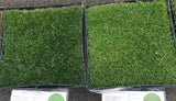 Comparing Hybrid tall fescue sod and Dominant Plus Bentgrass for sod delivery