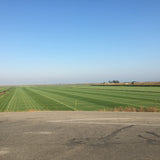 Tifway 419 Bermuda Grass