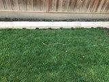 Shade Blend creeping red fescue seed