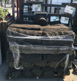 Hybrid Tall Fescue with Bluegrass