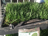 fescue with bluegrass near me