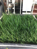 Ryegrass Sod