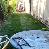 Shade Blend Grass