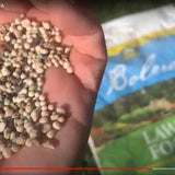 Lawn Food 25-3-6 Lawn Fertilizer