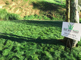 native grass no mow sod