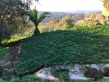native mow free sod