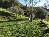native no mow sod
