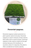 Ryegrass Sod