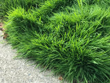 tall ryegrass sod delivery over grown from not being mowed for 2 months