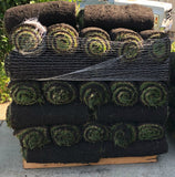 Hybrid tall fescue with blue grass sod delivery