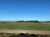 Tiftuf sod farm