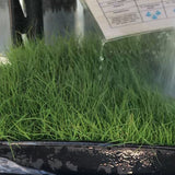 tifway 419 sod for sale