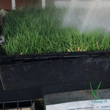 tiway 2 sod being watered