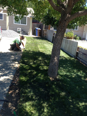 Sod Around Trees - Do I Sod Up To Tree?