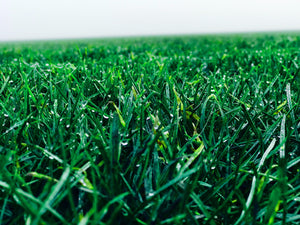 Tall Fescue: The Ideal Sod for the Greater Bay Area