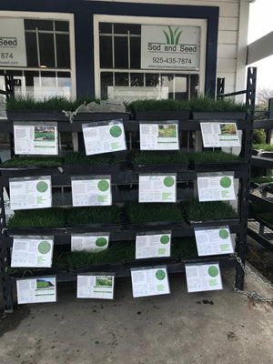 Sod near me- California sod farm pricing