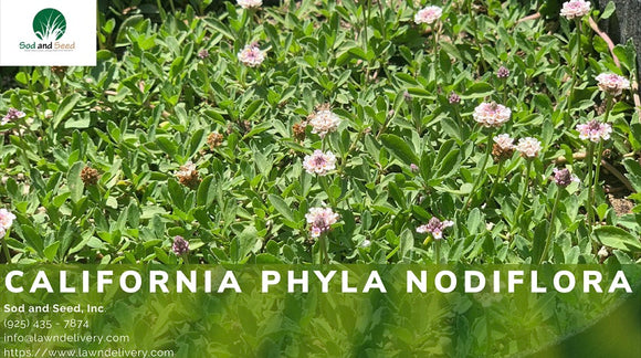 California Phyla Nodiflora Native Ground Cover