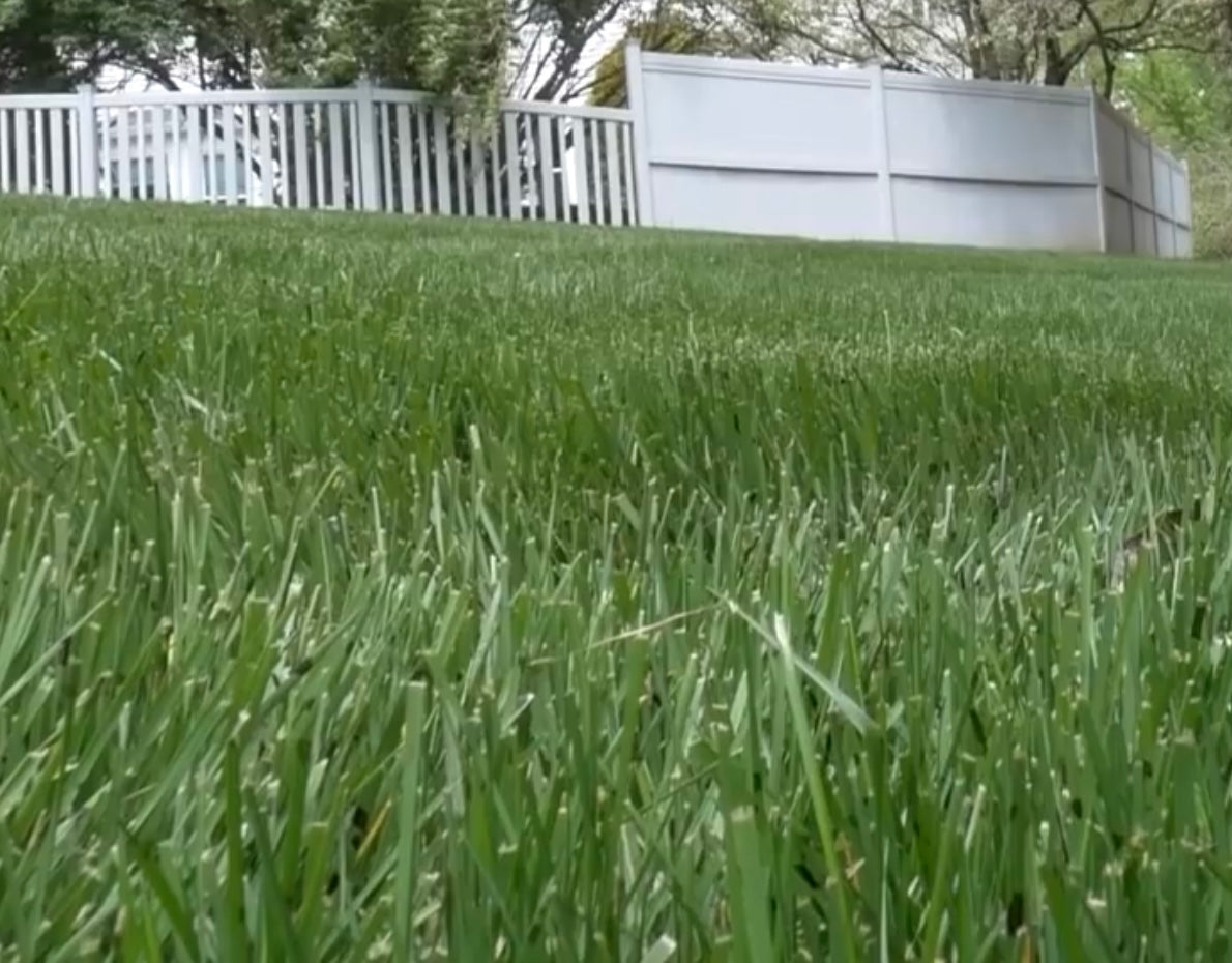 RTF Sod The Tall Fescue Grass That Heals damage Sod and Seed, Inc.