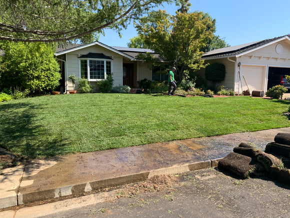 Tall Fescue delivery and sod install