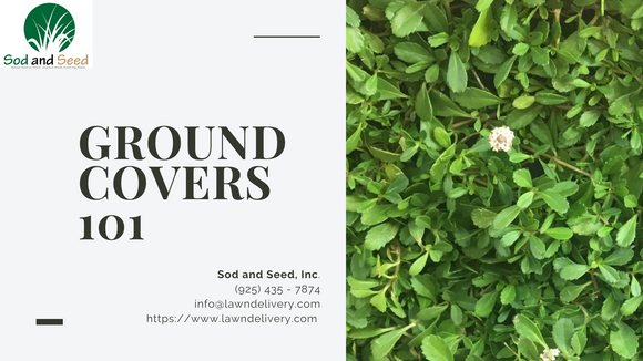 Ground Covers 101 by Sod and Seed