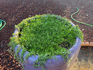 Frog fruit lawn alternative for decorative planting