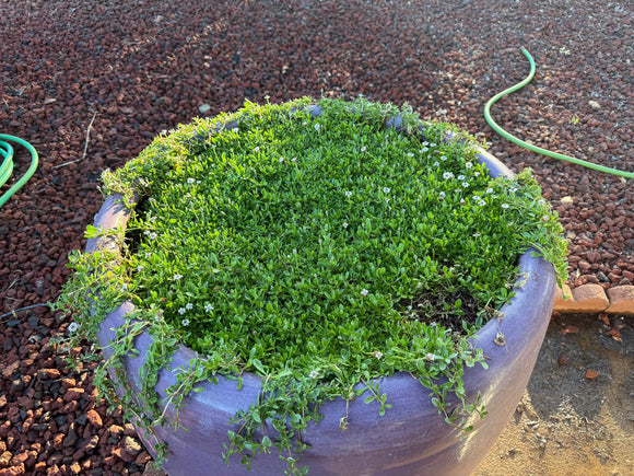 Frog fruit lawn as decorative planter