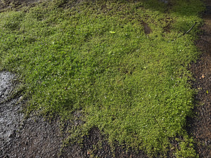 Why frog fruit is better than artificial turf