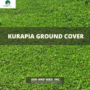 Kurapia Grass a mow free sod