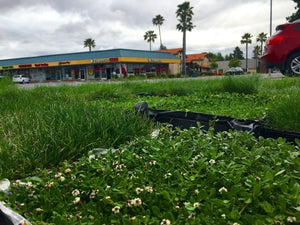 Lippia The Drought Resistant Ground Cover