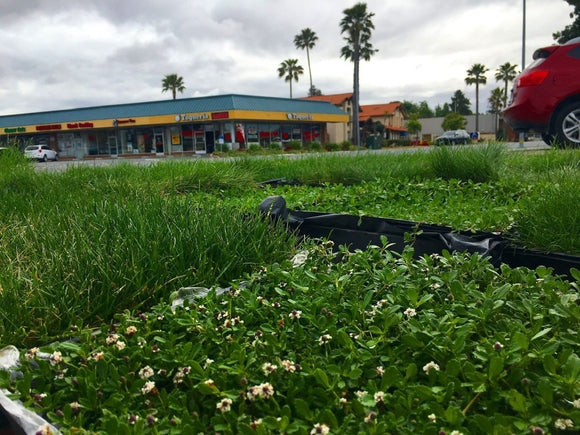 lippia ground cover