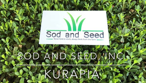 Everything You Need to Know About Kurapia Sod