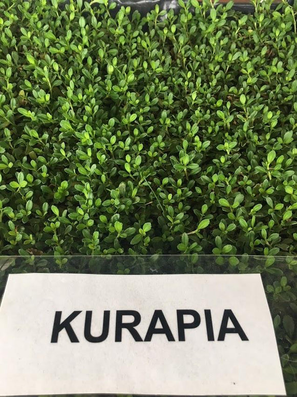 Kurapia grass, 60% less water, and never mow again.