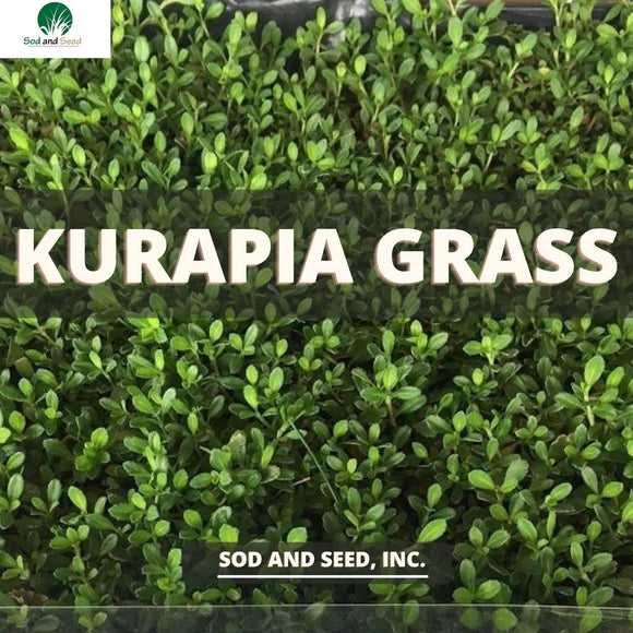Kurapia Ground Cover Vlog