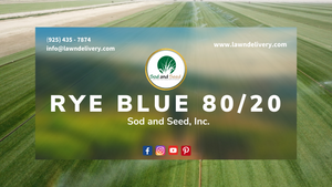 Perennial Rye Grass Kentucky Bluegrass Sod Mix