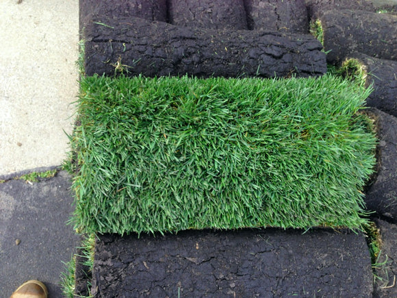 A picture of Tall fescue grass roll by sod and seed
