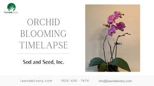 Timelapse of Orchid Blooming by Sod and Seed, Inc.