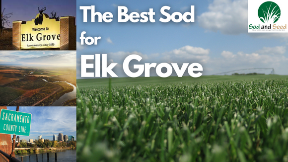 Best Sod for Elk Grove