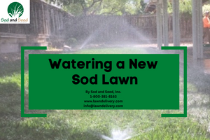 Watering a New Sod Lawn